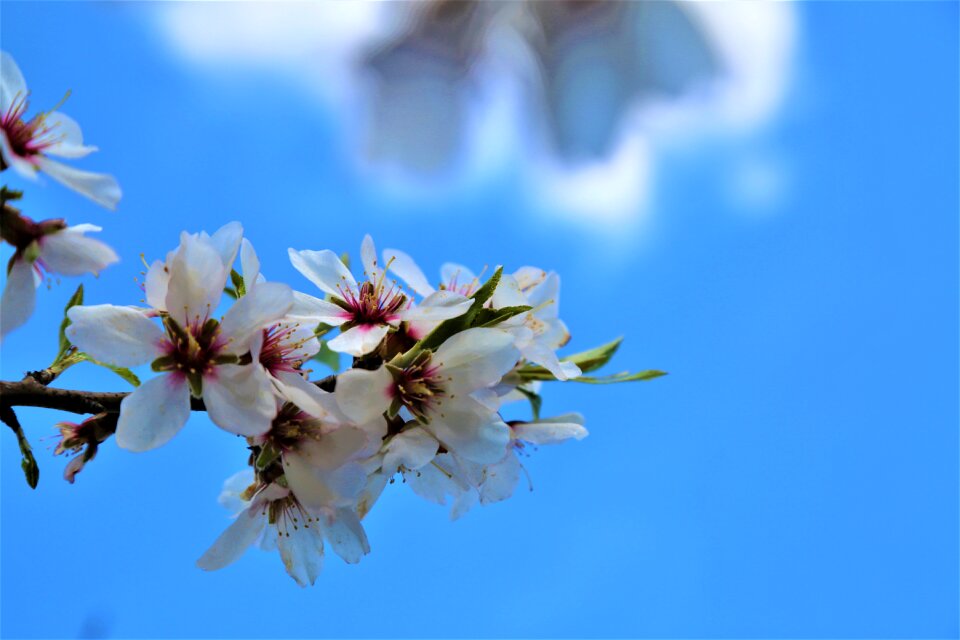 Tree bud blooming