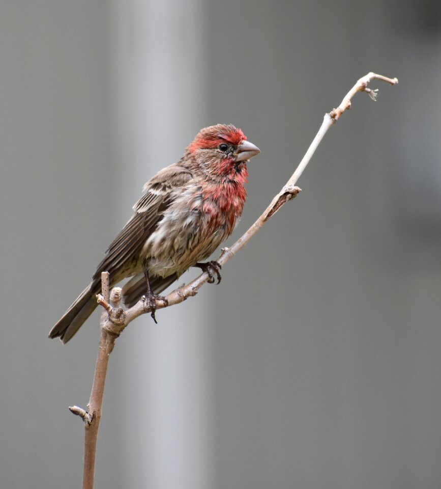 Animal finch gray birds