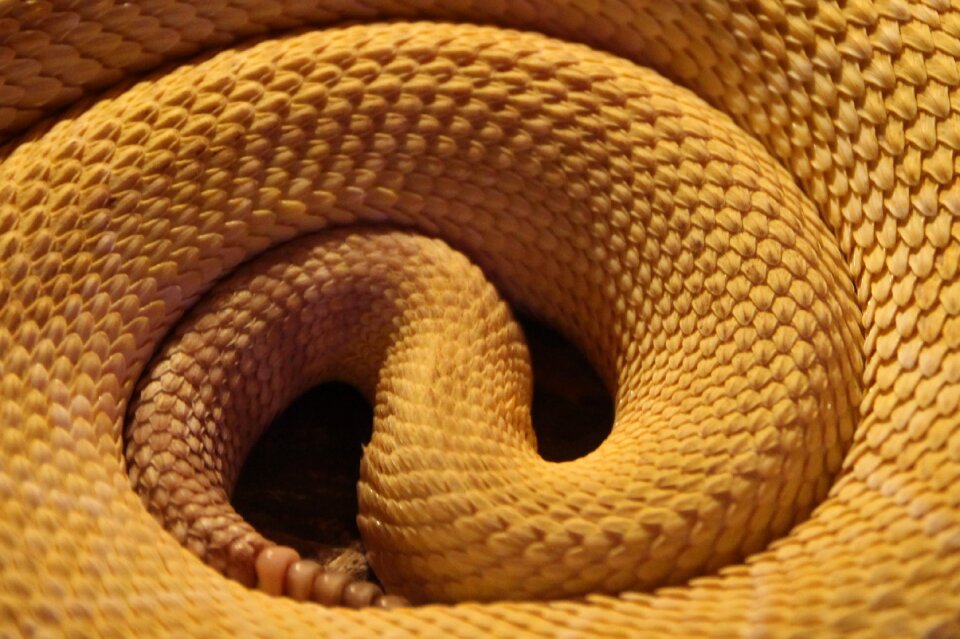 Yellow reptile skin
