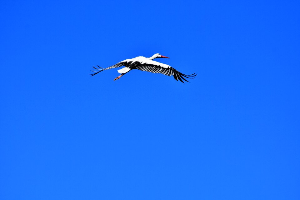 Birds plumage nature