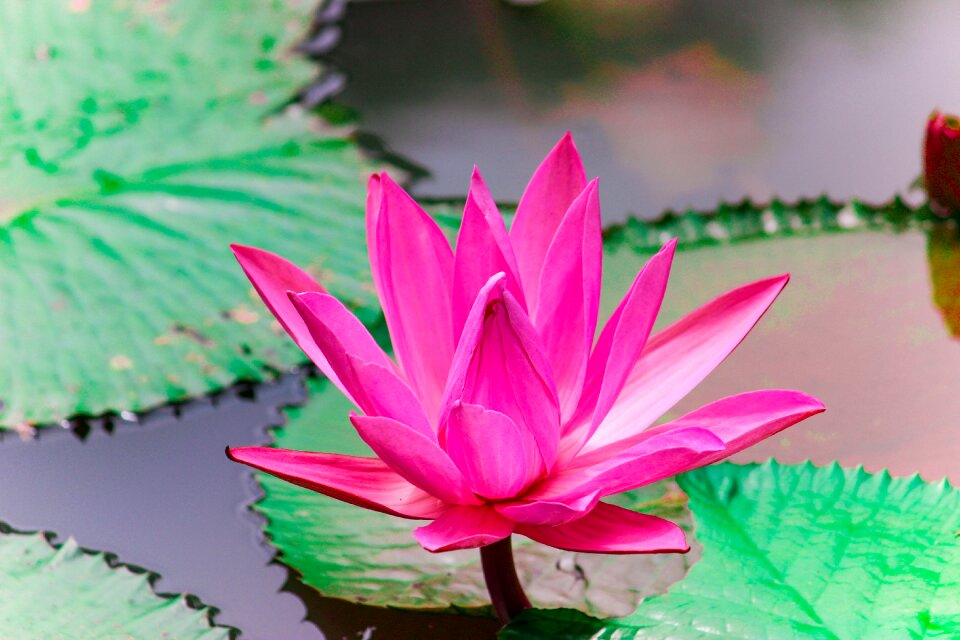 Plant nature blossom