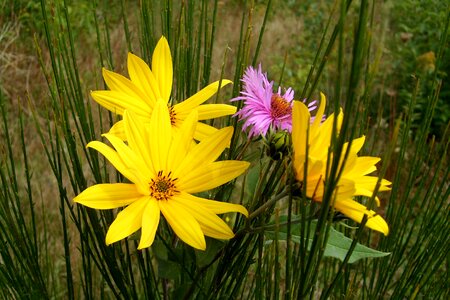 Blooming the beauty of nature nature