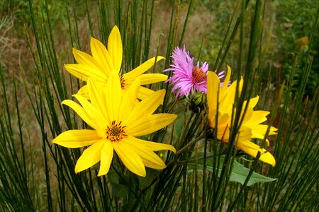 Blooming the beauty of nature nature photo