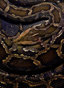 Reptile skin boa