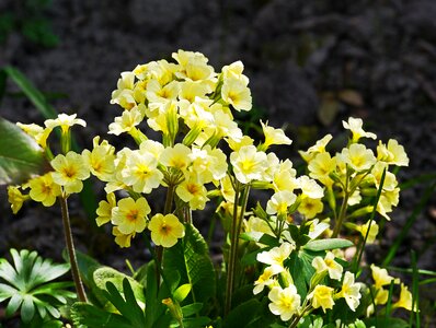 Tufts flower nature