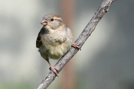 Little outdoors female sparrow photo