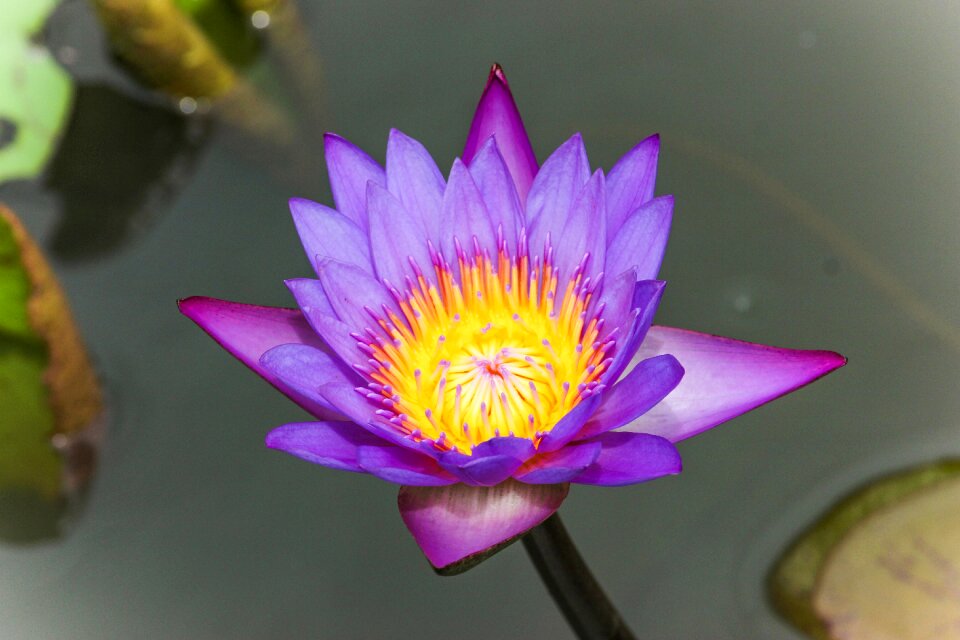 Plant nature blossom