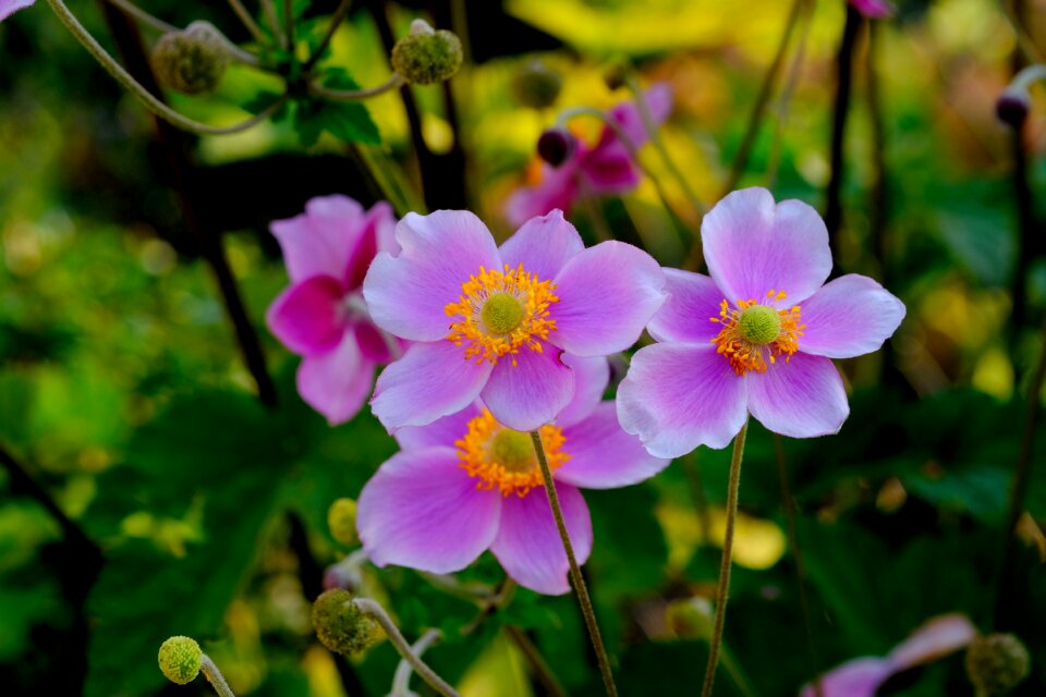 Flower hahnenfußgewächs garden plant