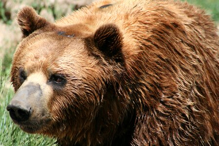 Nature fur grizzly