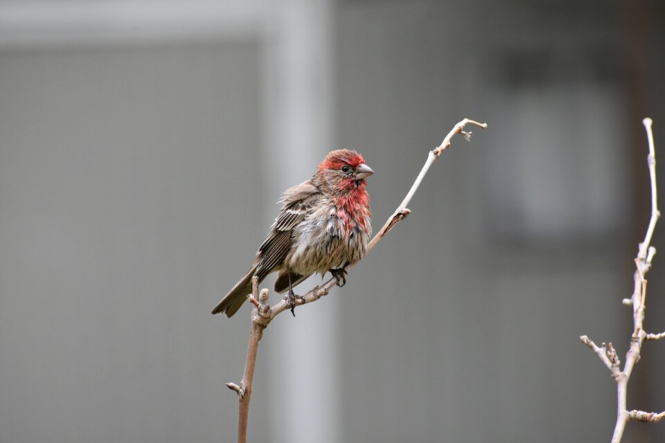 House finch twig gray house