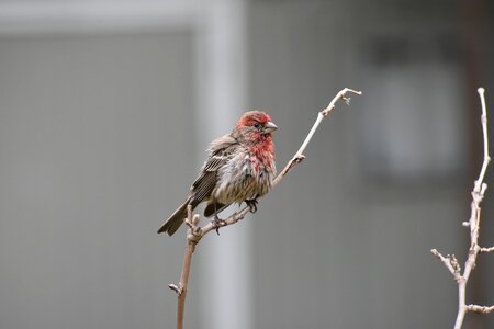 House finch twig gray house