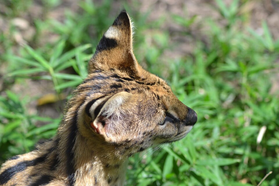 Vigilant mammal close up
