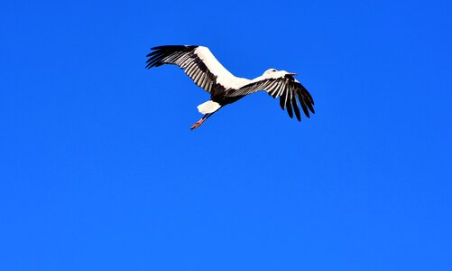 Birds plumage nature