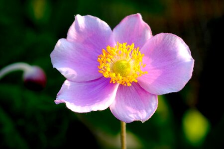 Flower hahnenfußgewächs garden plant photo