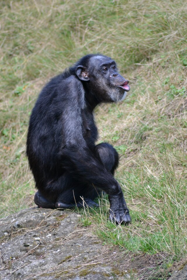 Ape primate cheeky