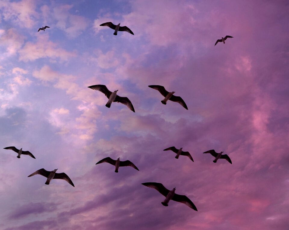 Cloud stol birds photo