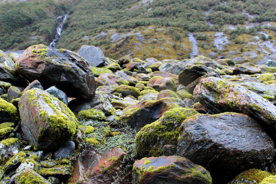 Green grey moss covered