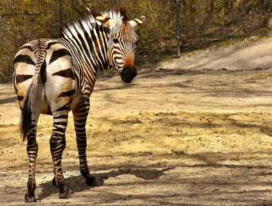 Africa animal crosswalk