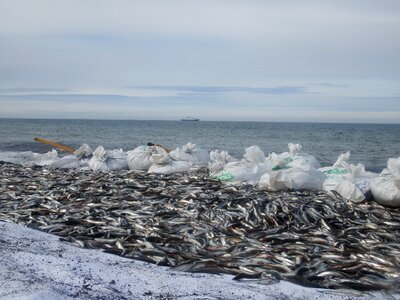 Beach fishing fish photo