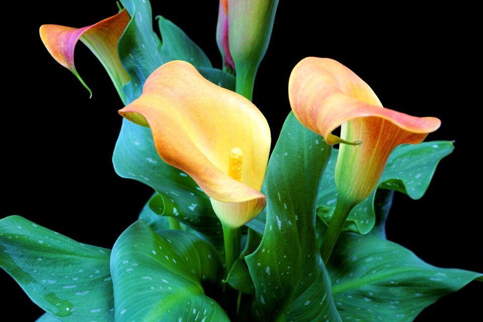 Plant leaf garden
