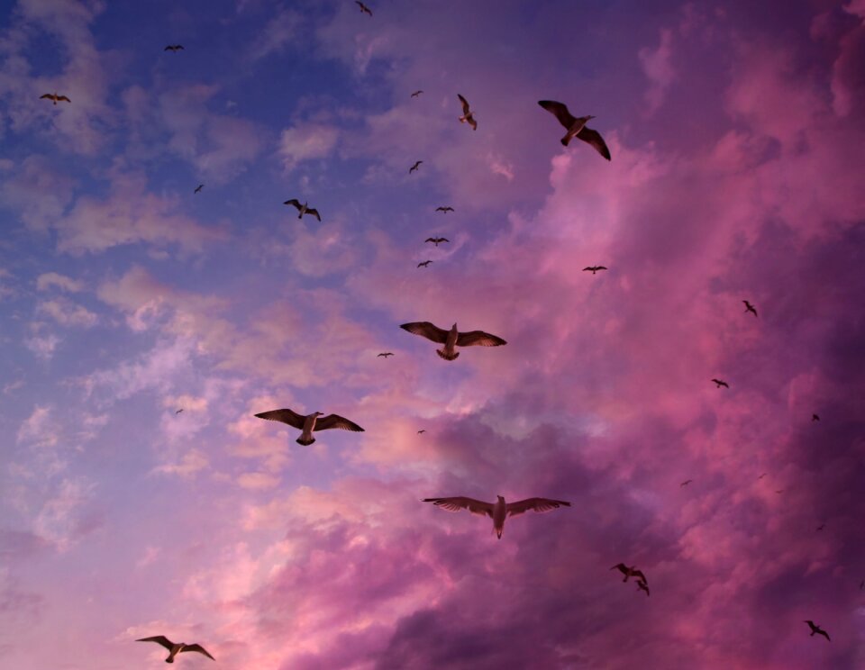 Cloud stol birds