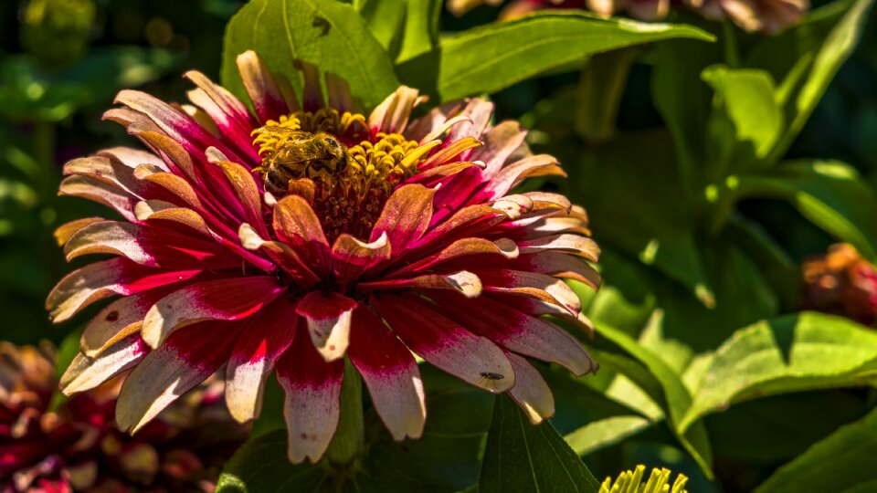 Insect macro flower photo