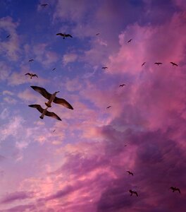 Cloud stol birds photo