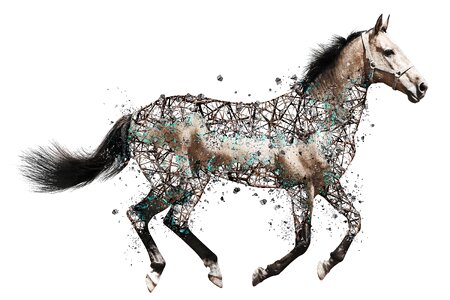 Nature equestrian brown