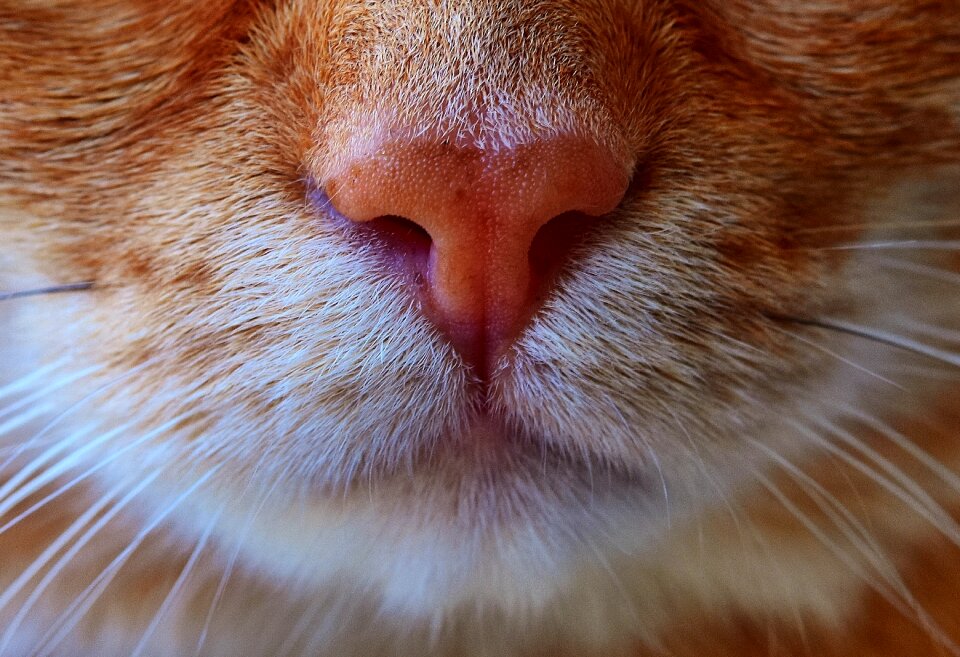 Portrait funny red