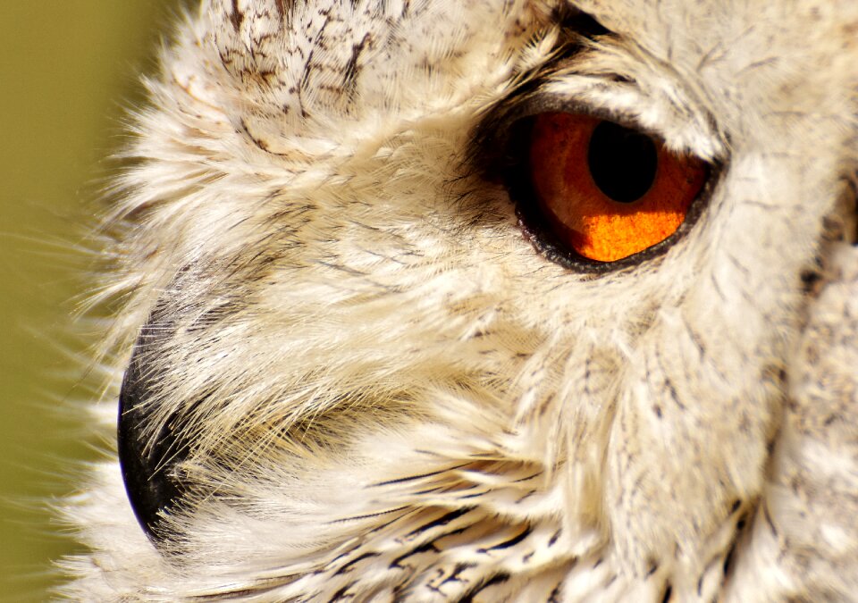 Eagle owl animals wild bird