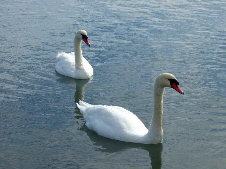 Pond water white swan