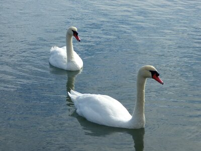 Pond water white swan photo