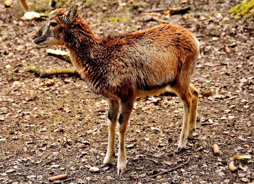 Wild animal european mouflon ungulate