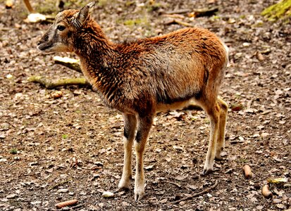 Wild animal european mouflon ungulate