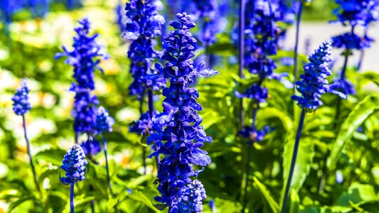 Plant purple violet photo