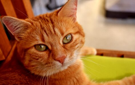 Portrait funny red