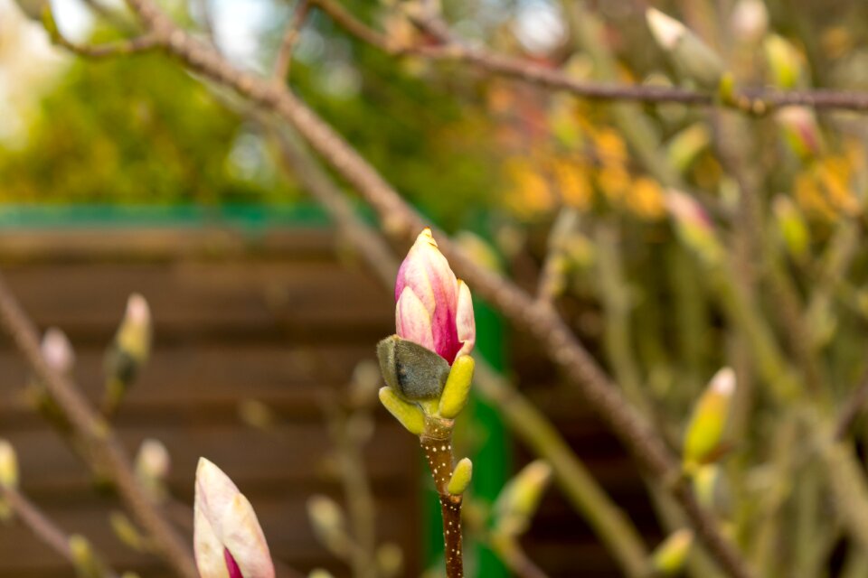 Magnolia bud pink