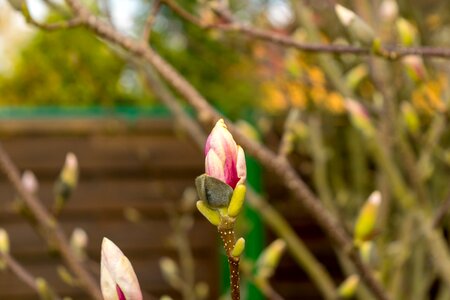 Magnolia bud pink photo