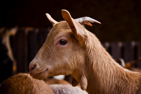 Livestock nice goat photo