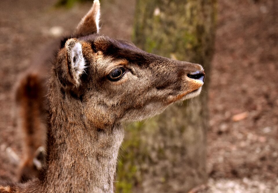 Nature red deer mammal