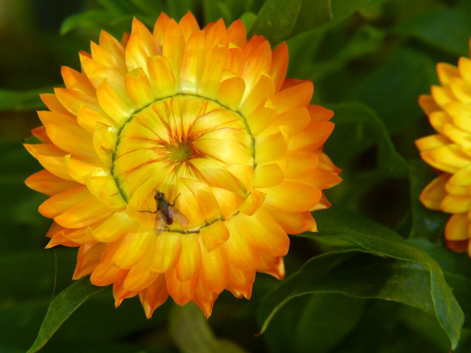 Bloom nature macro