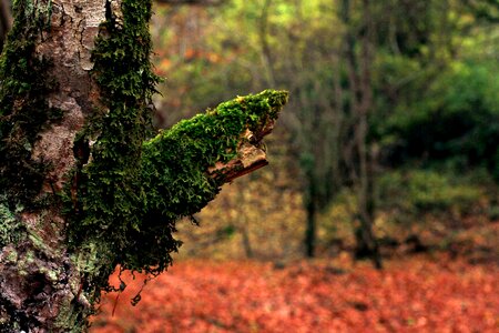 Trees landscape autumn