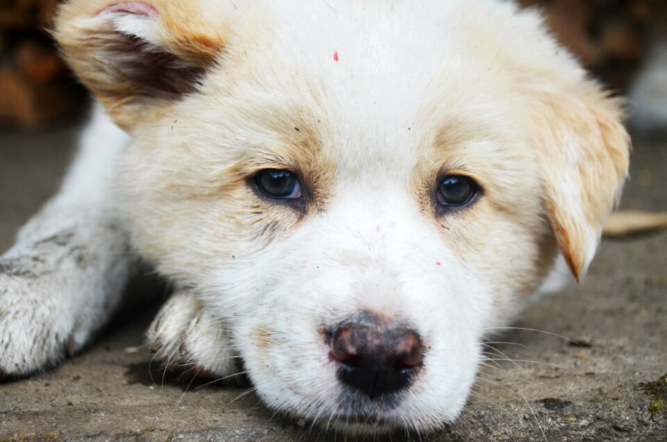 Dog puppy cute puppy
