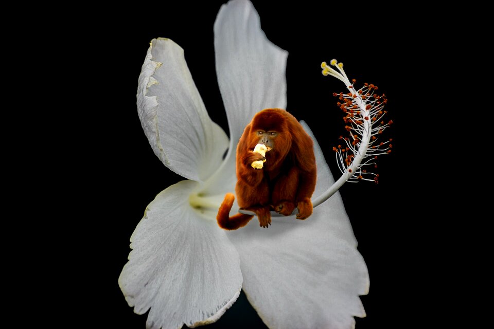 Animal world monkey fantasy