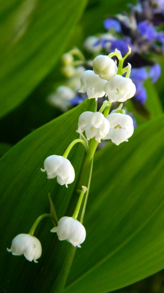 Flower plant spring