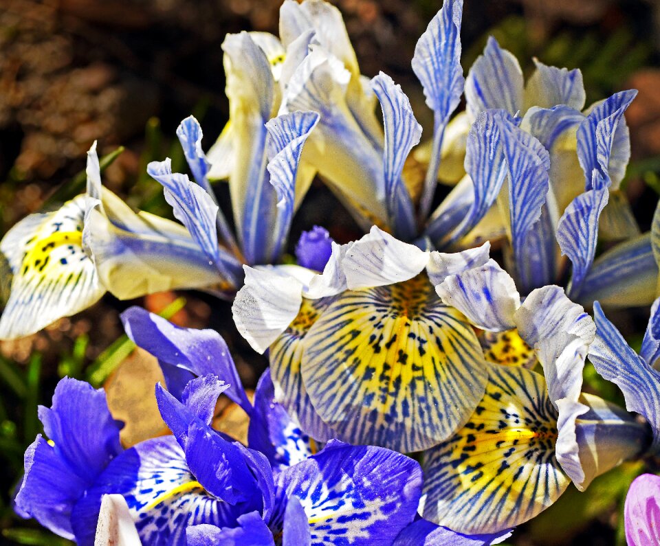 Blue yellow flowers