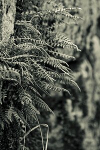 Plant season leaf photo