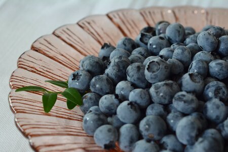 Bilberry american fruit nature