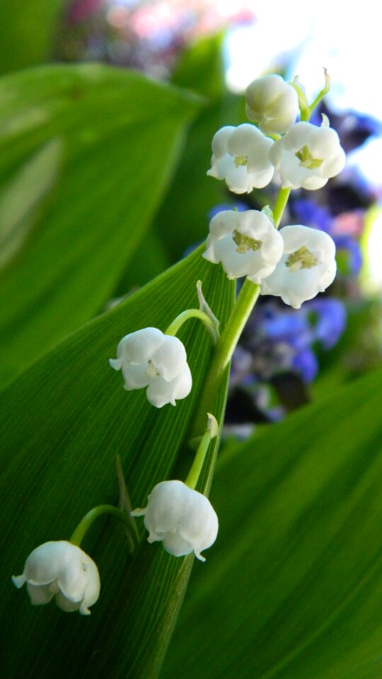 Flower plant spring