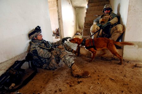 US Navy 070223-N-8148A-101 A Soldier with 2nd Battalion, 5th Cavalry Regiment, 1st Cavalry Division plays with Recon, a cadaver detection dog
